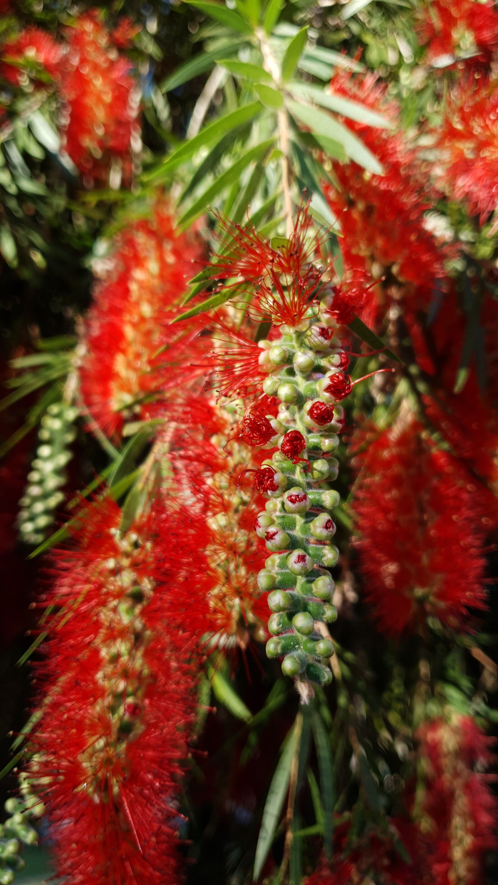Samsung SM-G973F sample photo. Tree, flowers, leaves photography