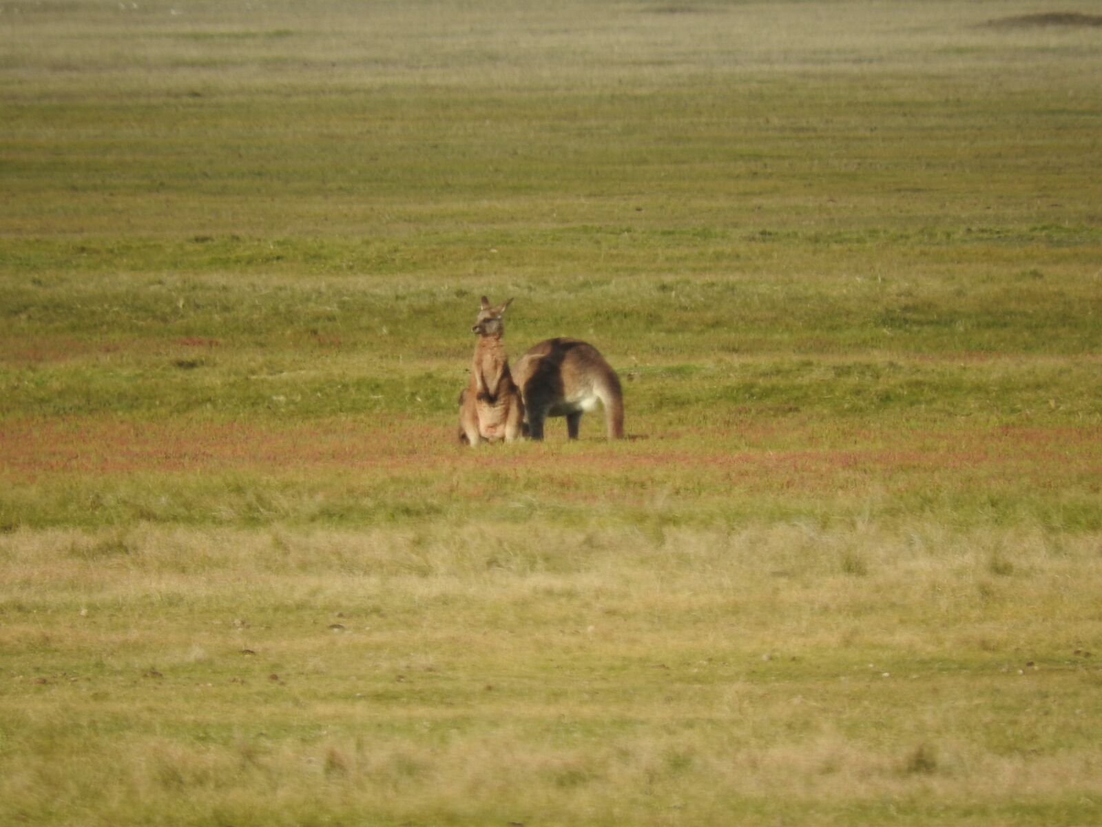 Nikon Coolpix P610 sample photo. Nature, australia, kangaroo photography