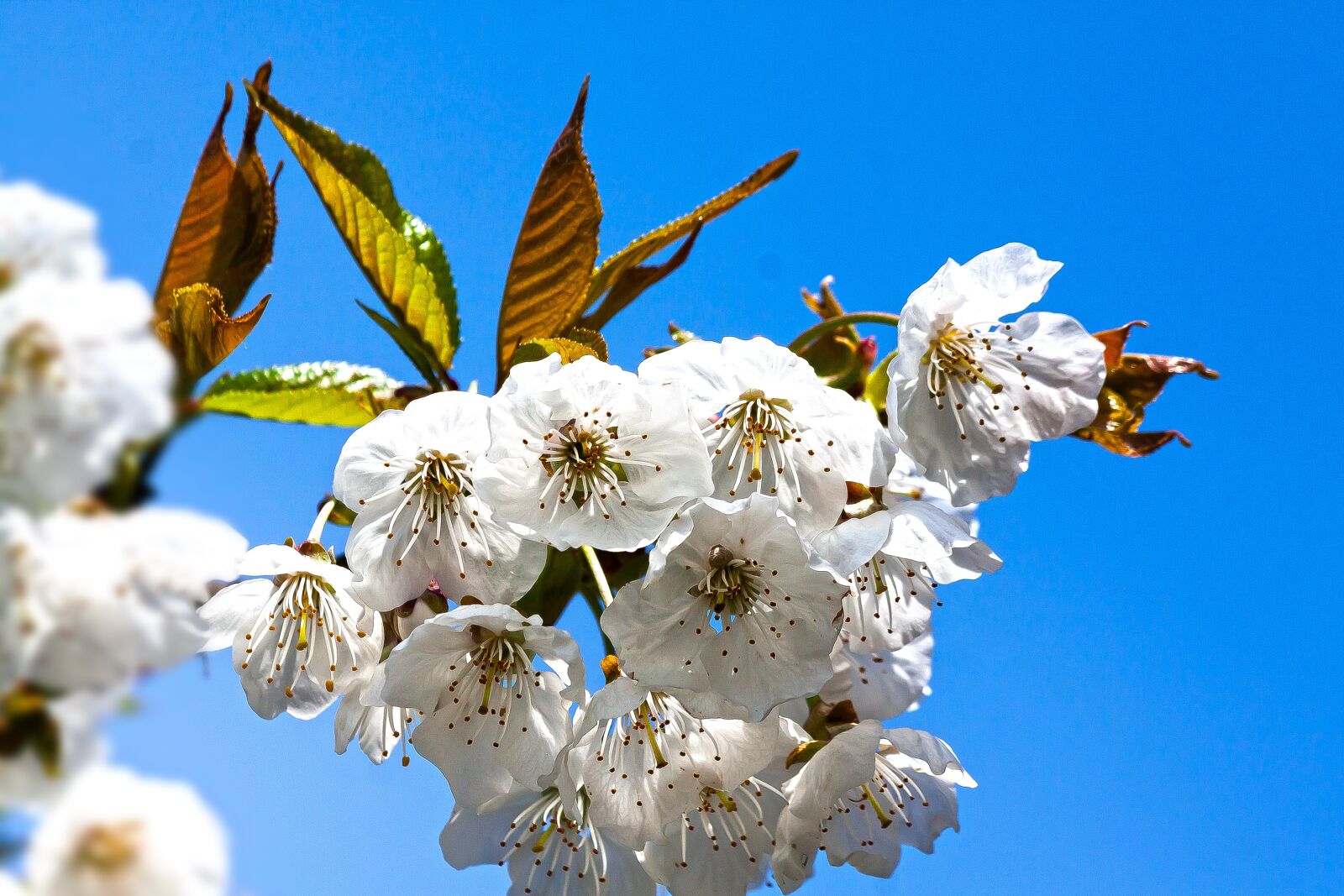 Canon EOS 50D + Canon EF 70-300mm F4-5.6 IS USM sample photo. Cherry blossom, bloom, flowers photography