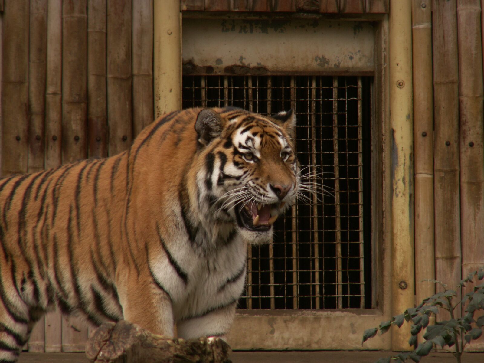 KONICA MINOLTA DiMAGE Z6 sample photo. Tiger, wild, safari photography