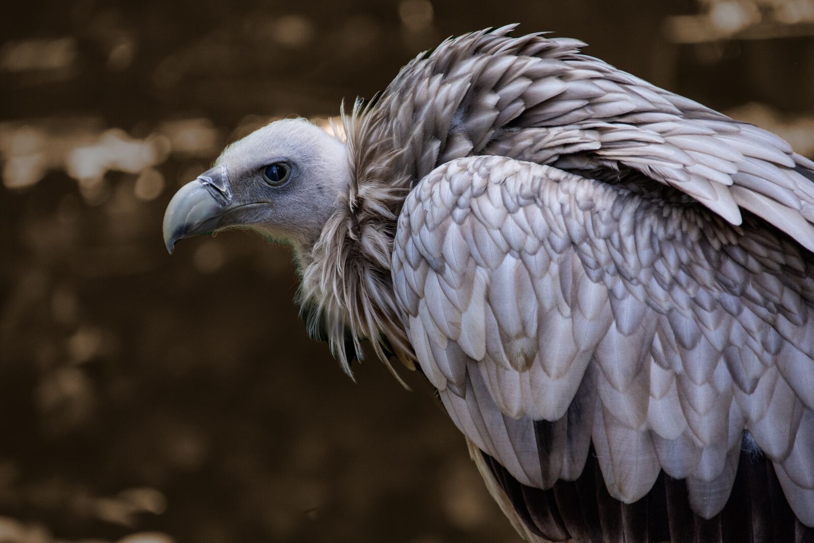 Nikon D7100 sample photo. Snow vulture, himalayan griffon photography