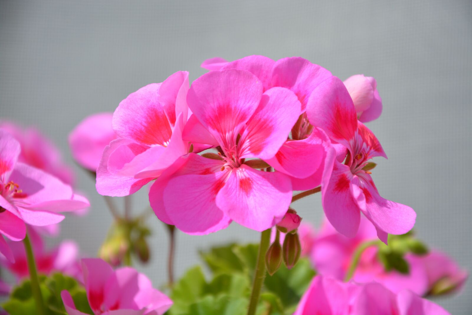 Nikon D5200 sample photo. Flowers geranium pink, balcony photography