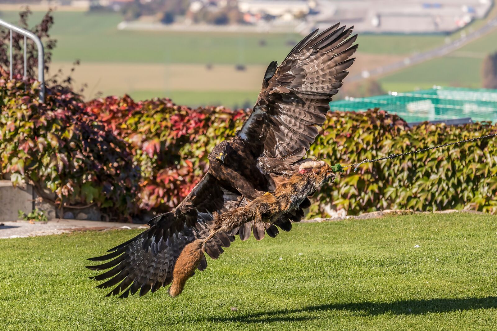 Canon EOS 5D Mark IV sample photo. White tailed eagle, landskron photography