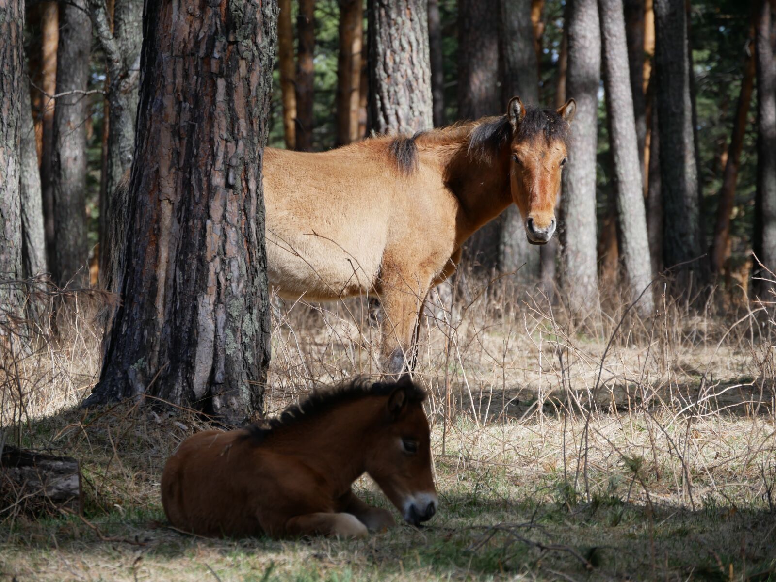 Panasonic Lumix DMC-G85 (Lumix DMC-G80) sample photo. Horse, foal, altai photography