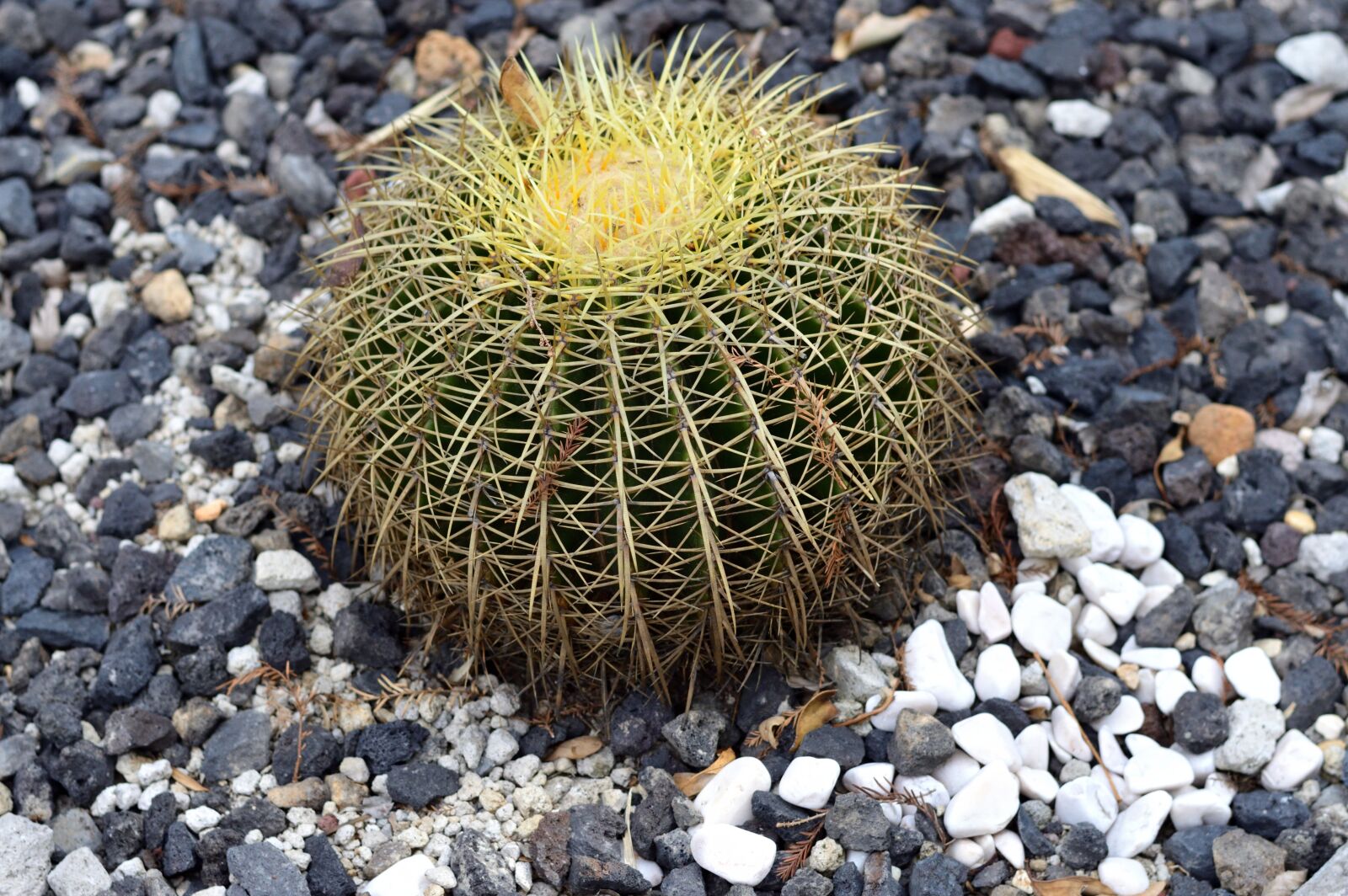 Nikon D3200 sample photo. Park, plant, green photography