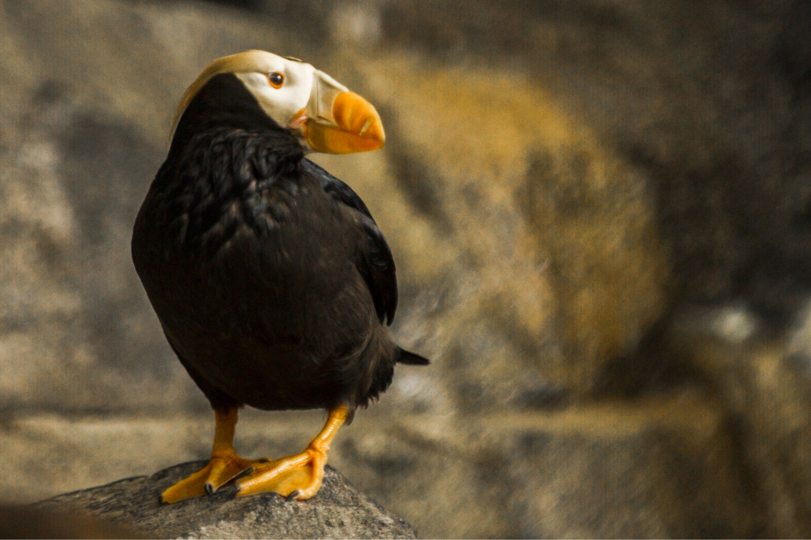 Nikon D3S + Nikon AF-S Nikkor 70-200mm F2.8G ED VR II sample photo. Closeup, photography, of, puffin photography