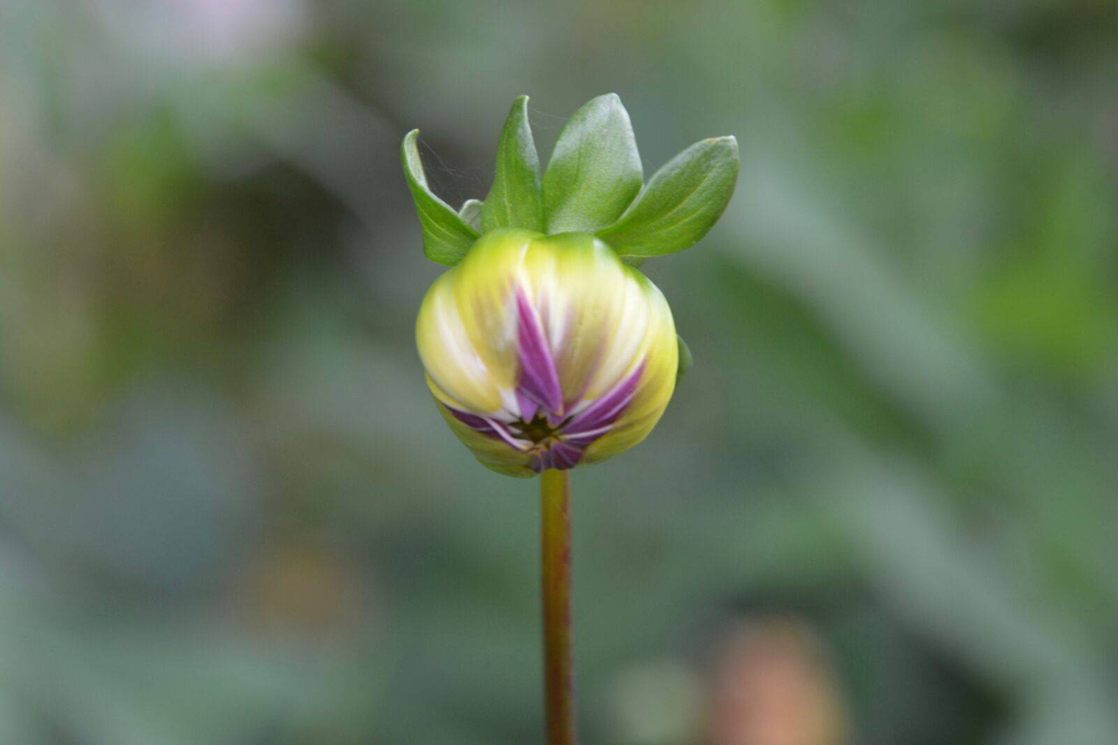 Nikon D5200 sample photo. Flower bud, color, green photography