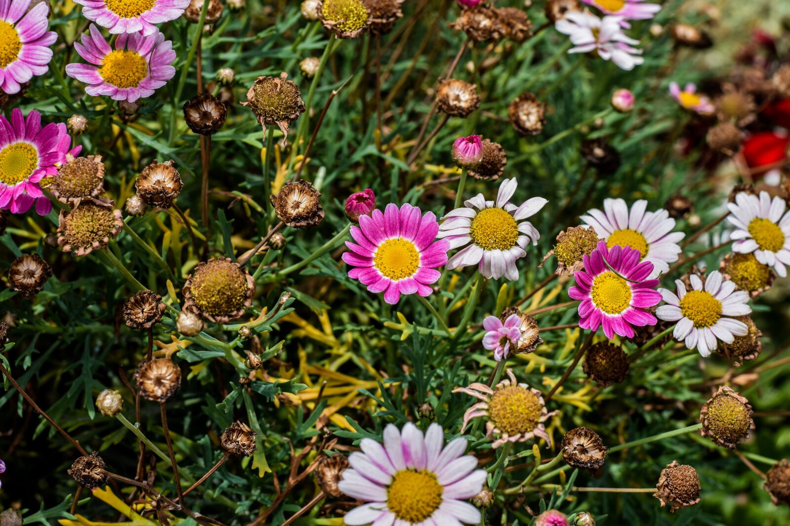 Nikon D3400 sample photo. Flowers, small, decorative photography