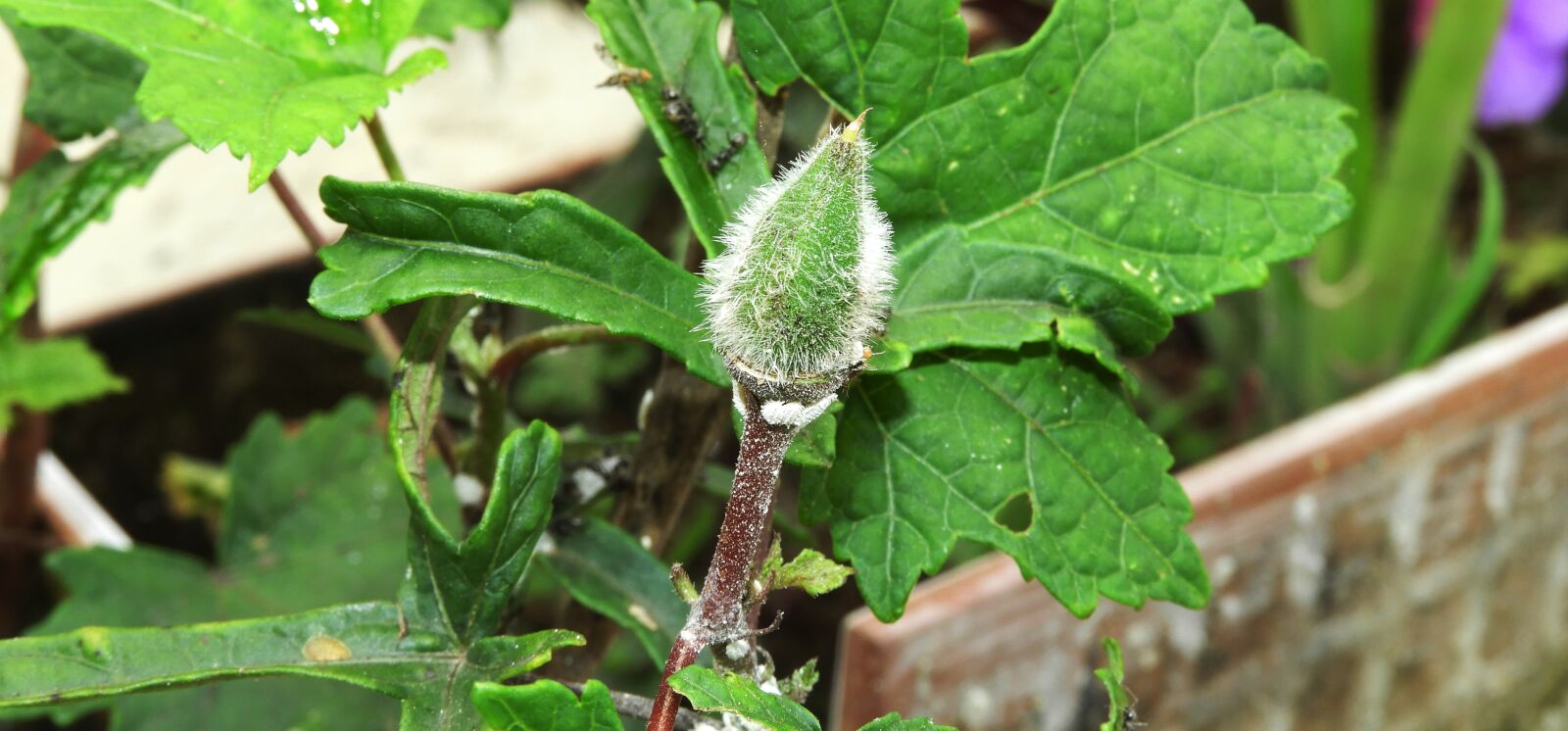 Nikon Coolpix B700 sample photo. Leaf, nature, plant photography
