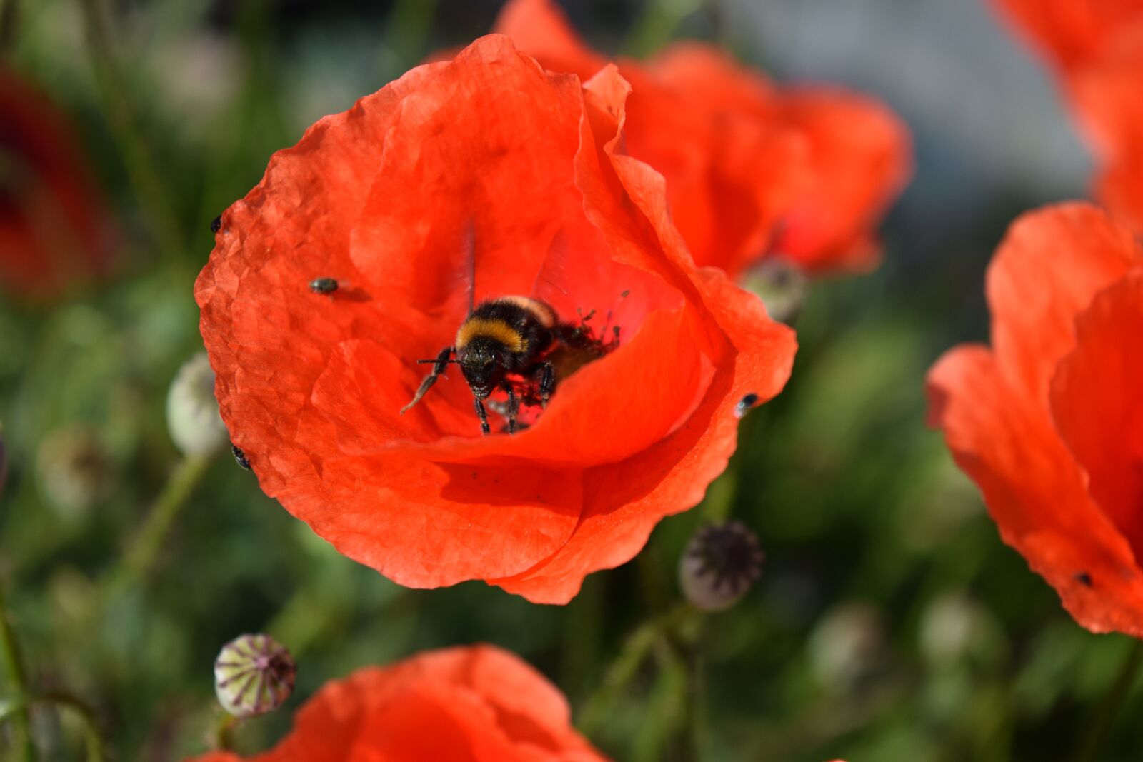 Nikon D3300 sample photo. Hummel, poppy flower, departure photography