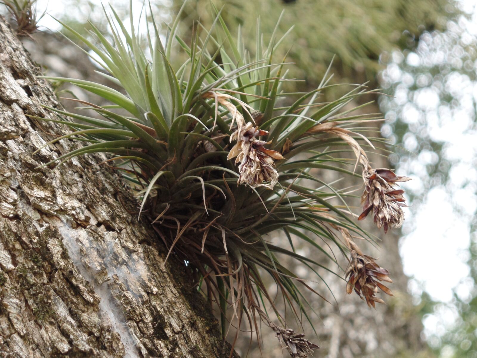 Samsung WB350F/WB351F/WB352F sample photo. Plant, vegetation, park photography