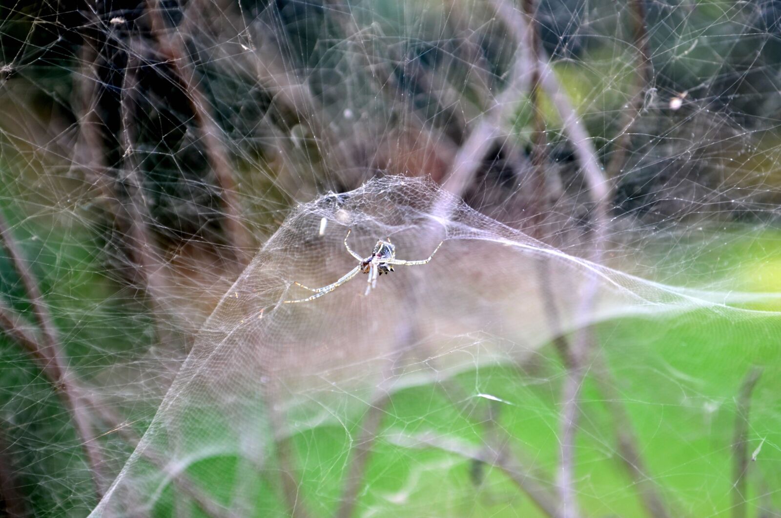 Nikon D5100 sample photo. Spider web, insect, branch photography