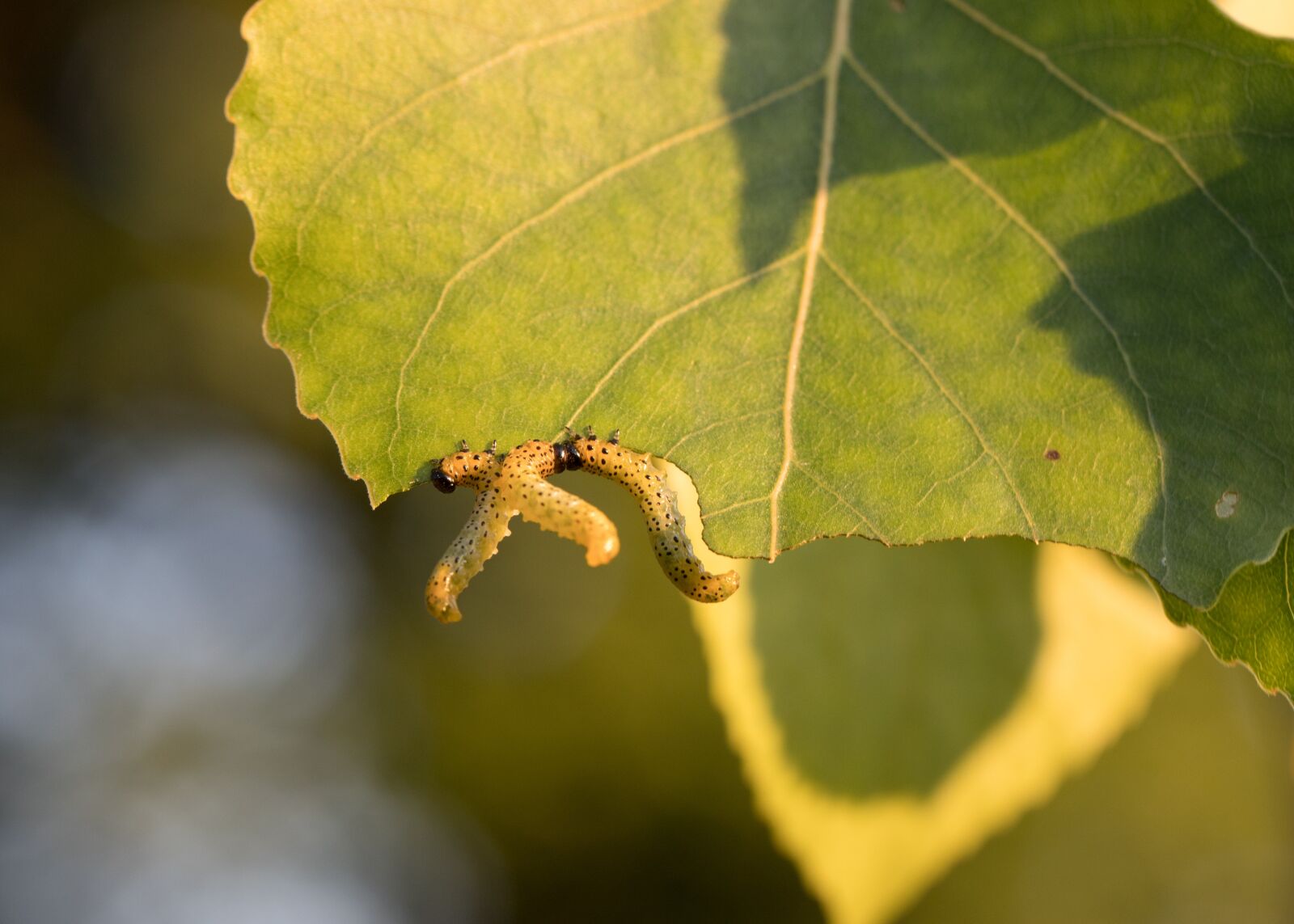 Canon EOS 6D Mark II sample photo. Caterpillar, feast, nature photography