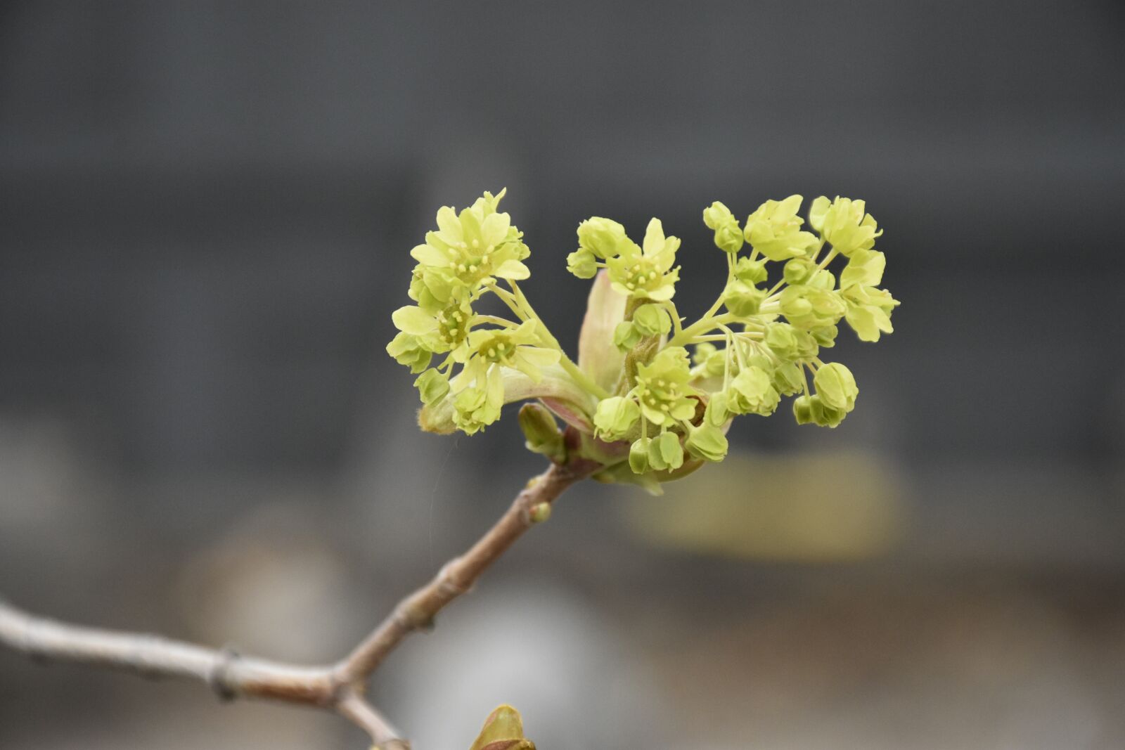 Nikon D7200 sample photo. Maple tree, spring, growth photography