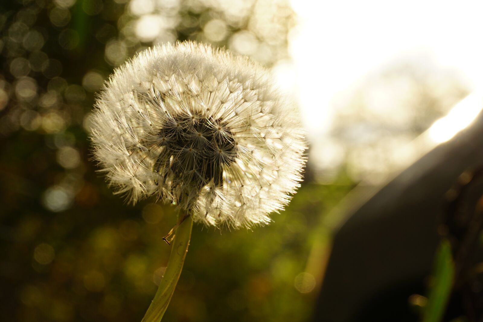 Sony a6000 sample photo. Dandelion, autumn, flower photography