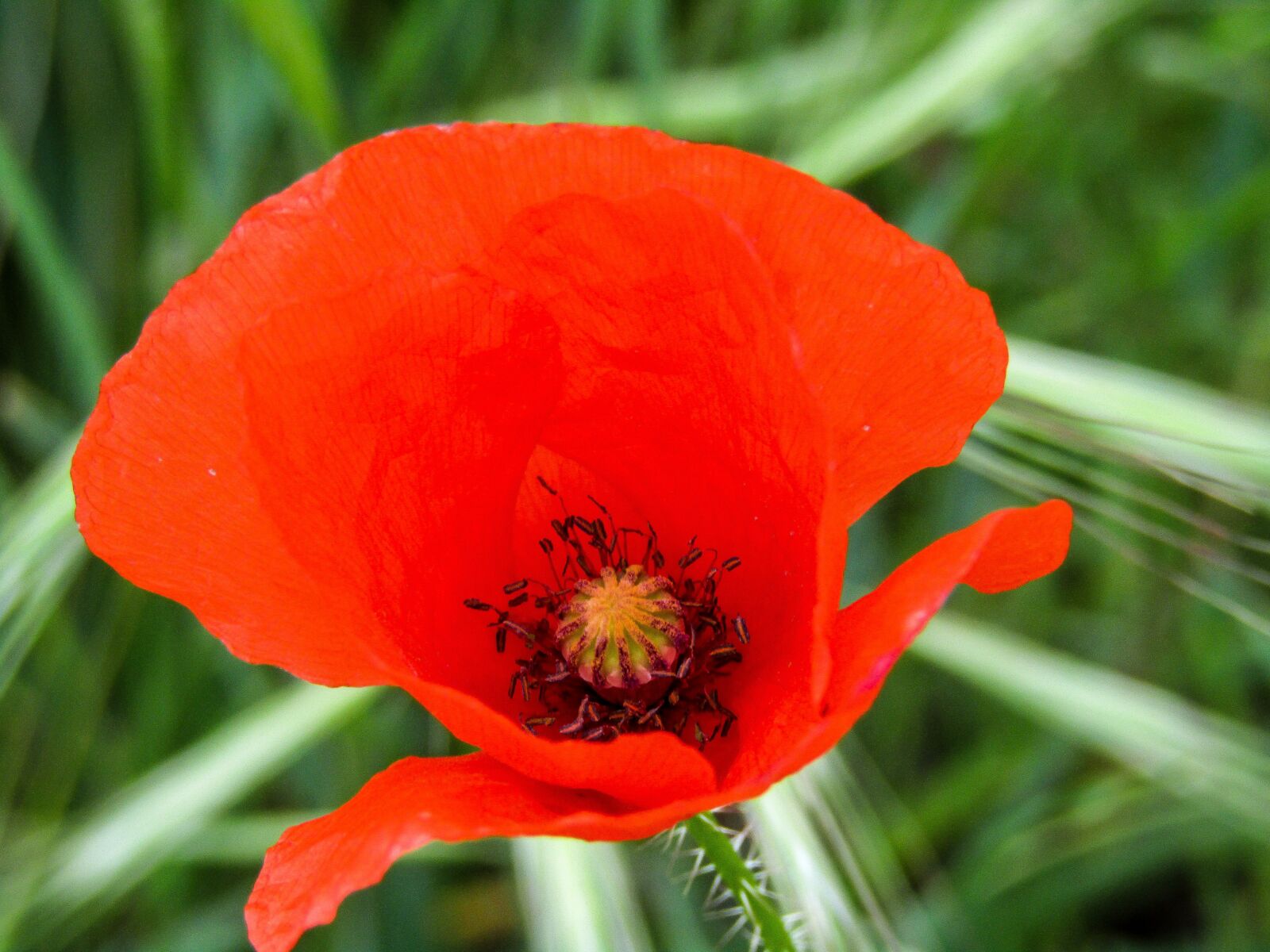 Canon PowerShot SX410 IS sample photo. Poppy, flower, red photography