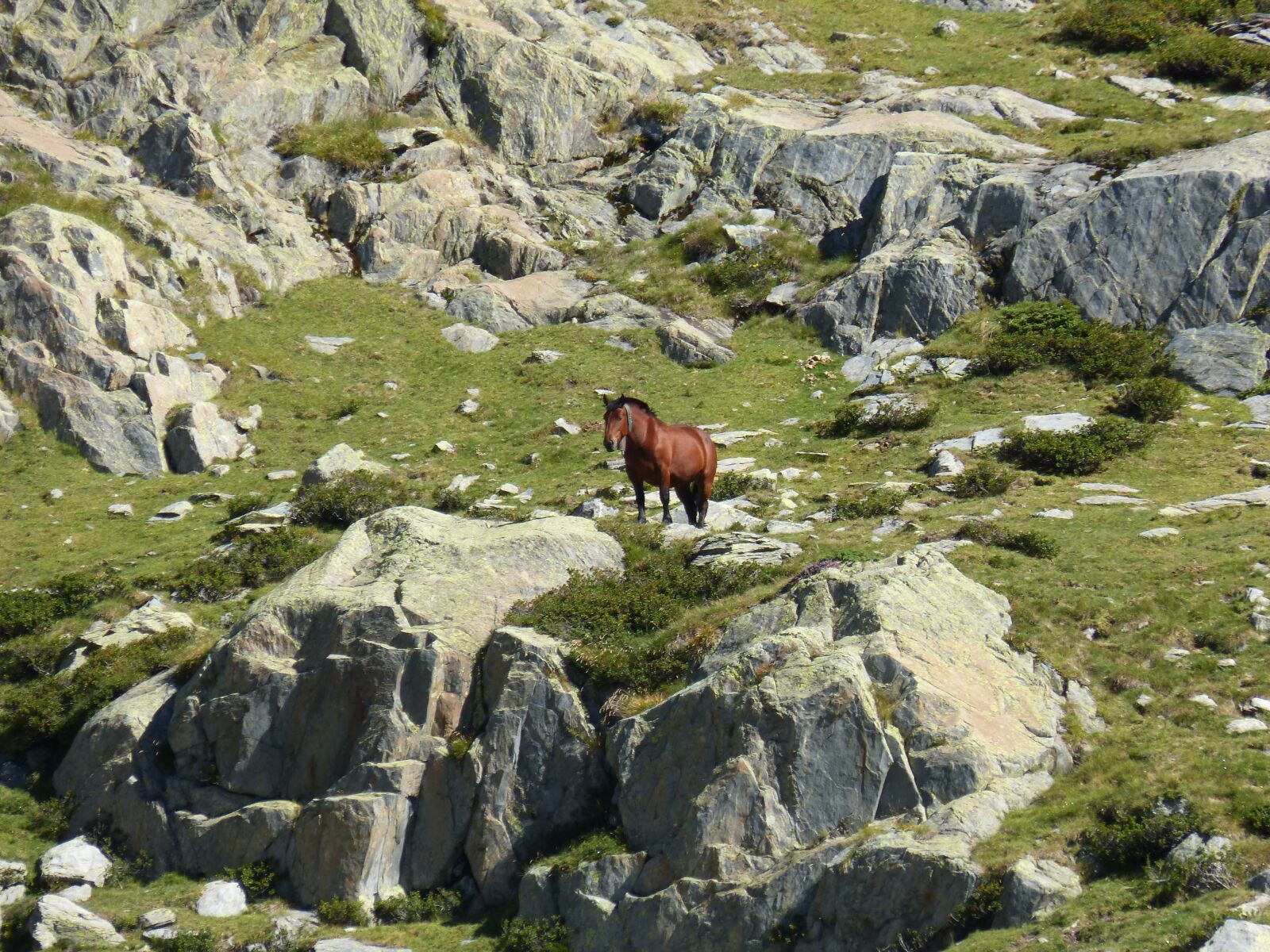 Panasonic DMC-FZ62 sample photo. Horse, rocks, high mountain photography