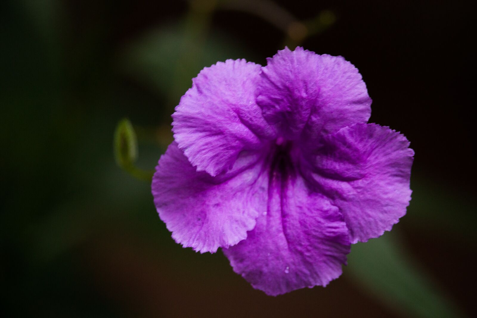 Canon EOS 1100D (EOS Rebel T3 / EOS Kiss X50) sample photo. Flower, violet, purple photography