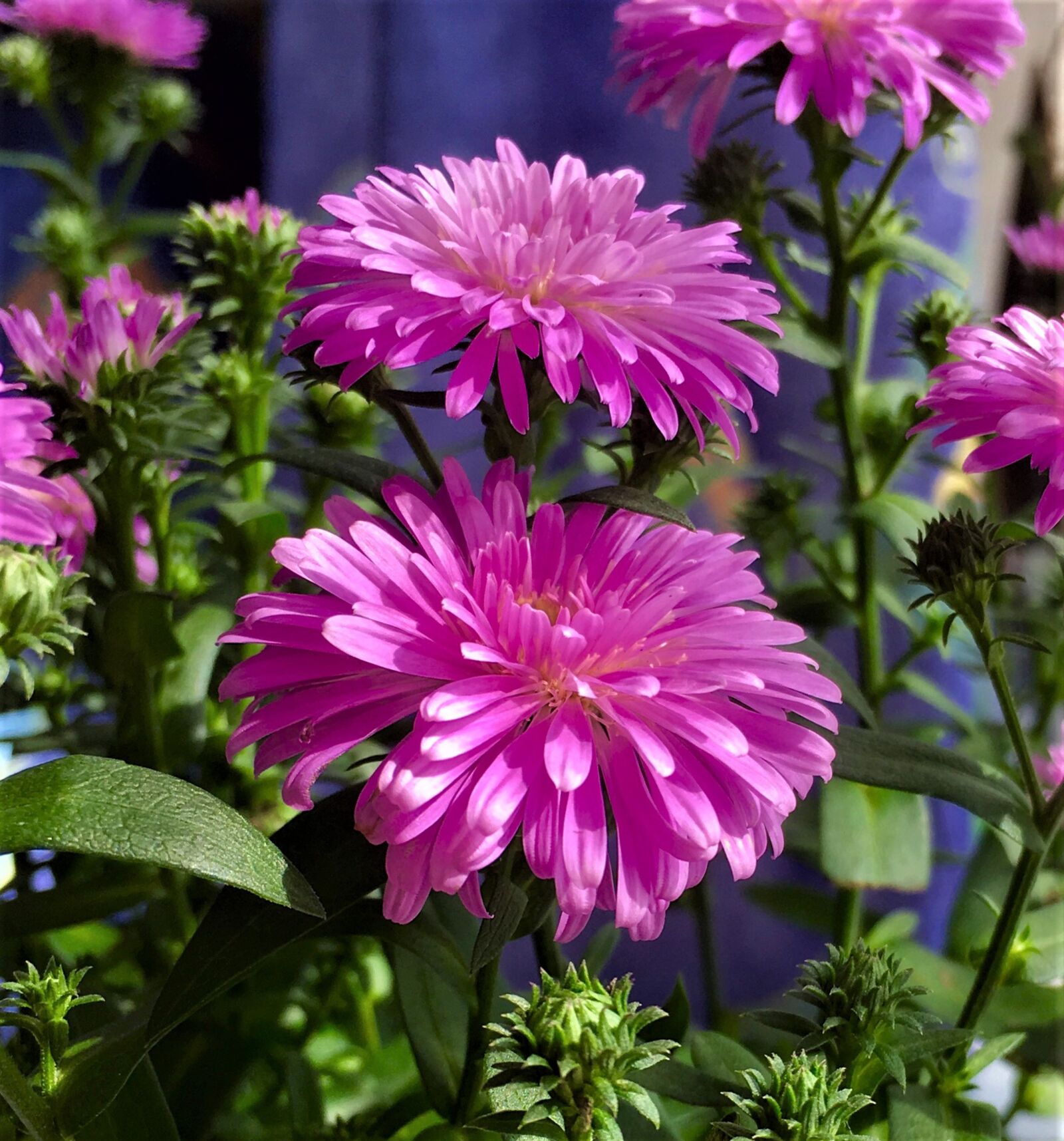 Apple iPhone 6s sample photo. Aster, mini aster victoria photography