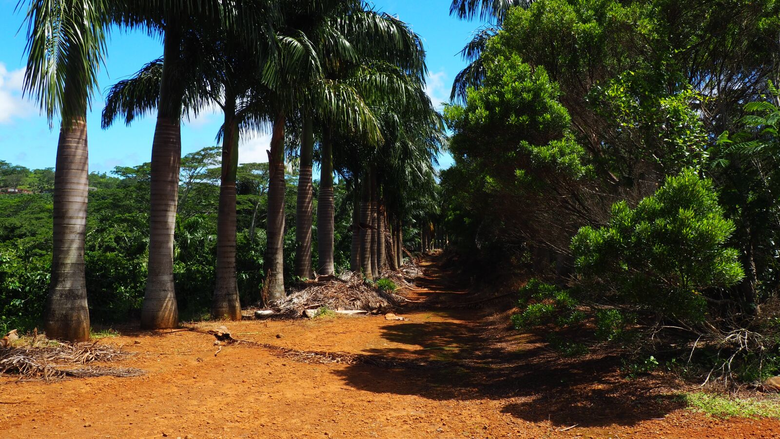 Olympus OM-D E-M10 II + Olympus M.Zuiko Digital 14-42mm F3.5-5.6 II R sample photo. Palms, mauritius, trees photography