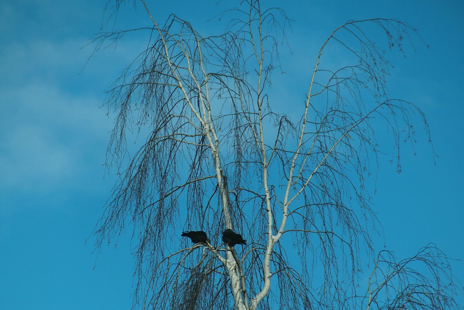 Samsung WB750 sample photo. Birch, tree, dawson photography