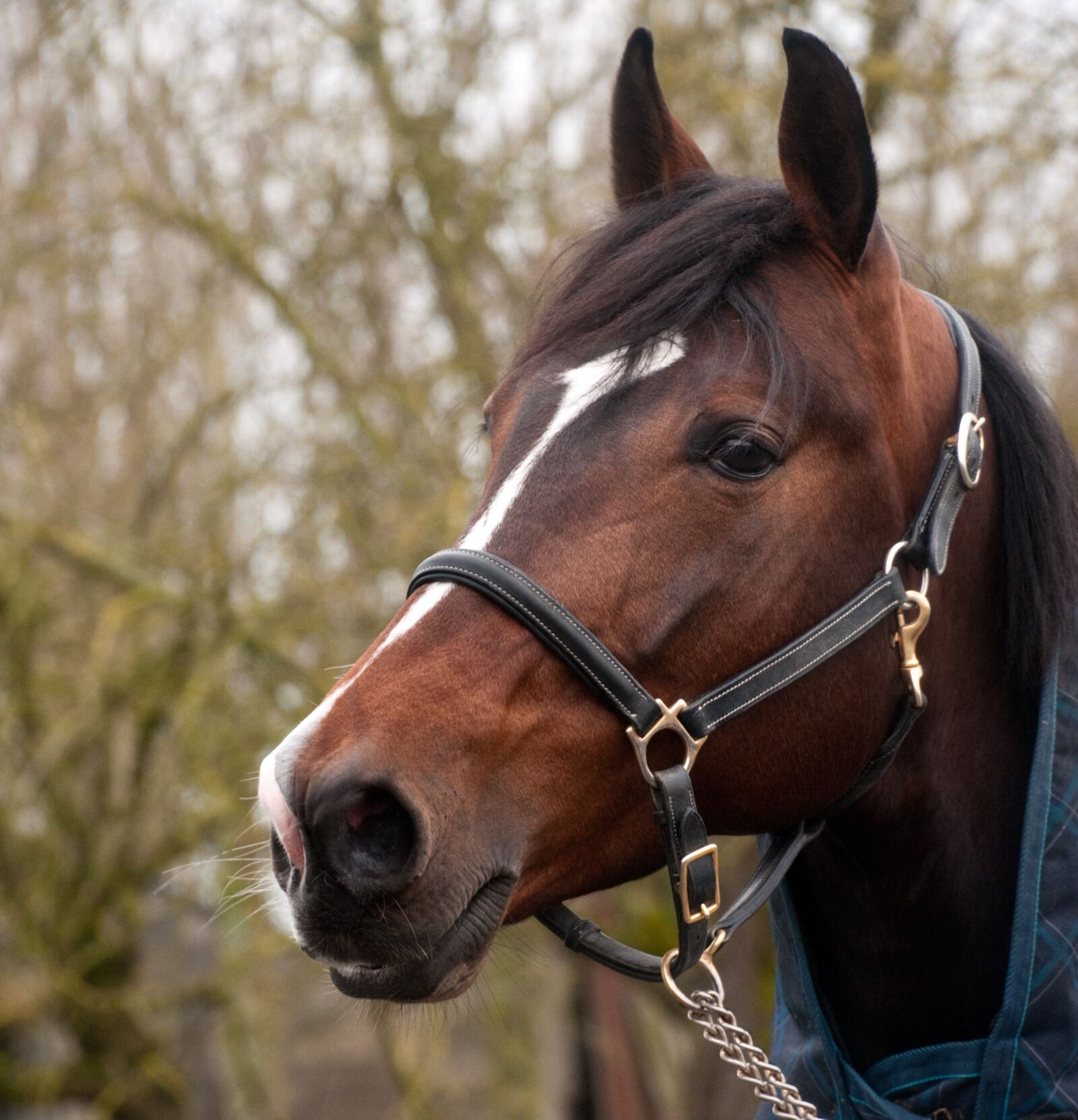 Nikon D300 sample photo. Horse, head, portrait photography