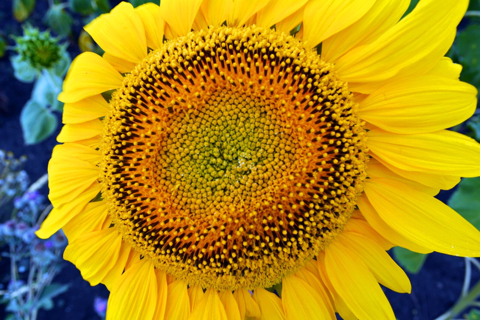 Nikon D5200 sample photo. Sunflower, flowers, summer photography