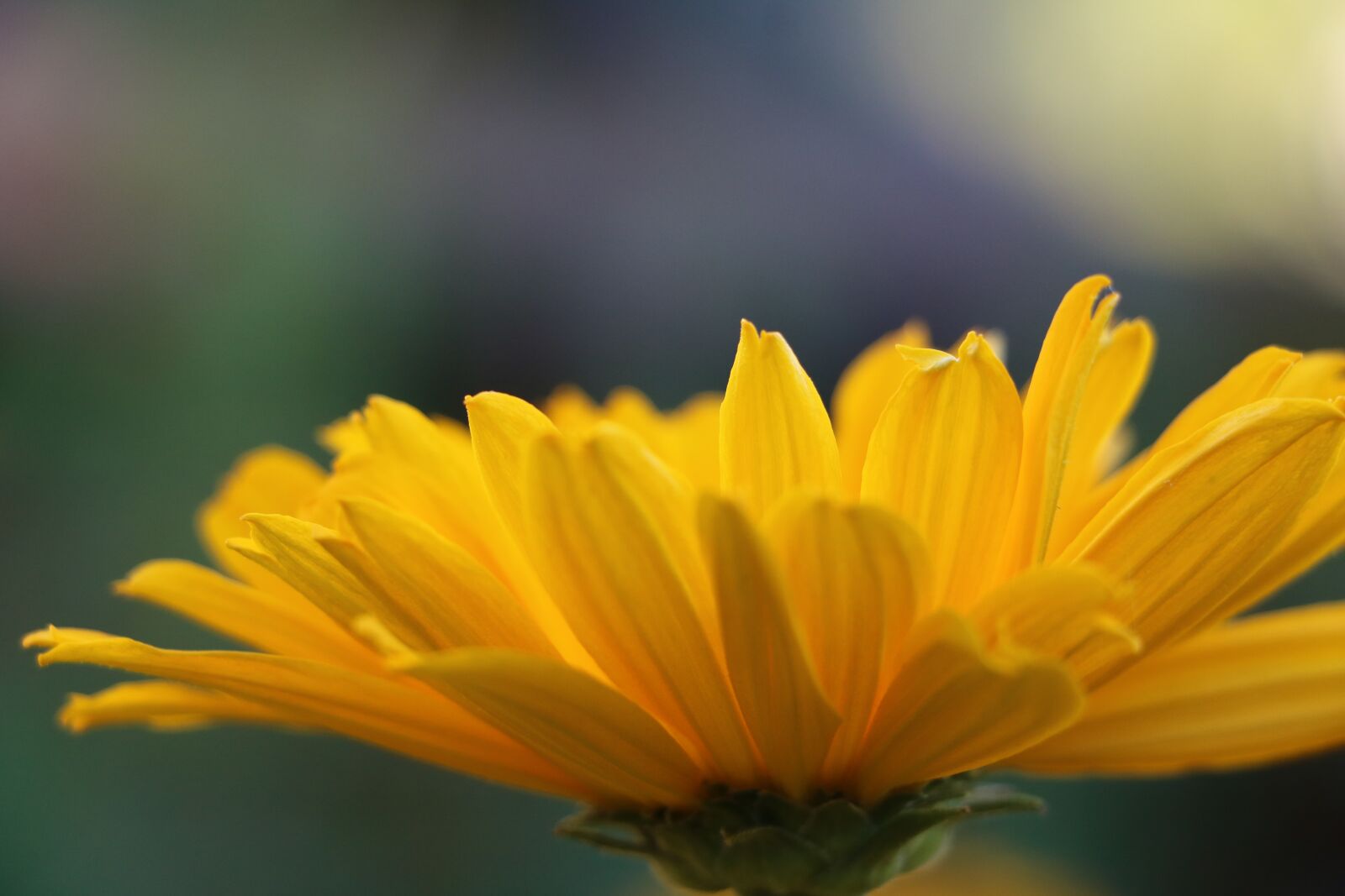 Canon EOS 750D (EOS Rebel T6i / EOS Kiss X8i) sample photo. Flower, blossom, bloom photography