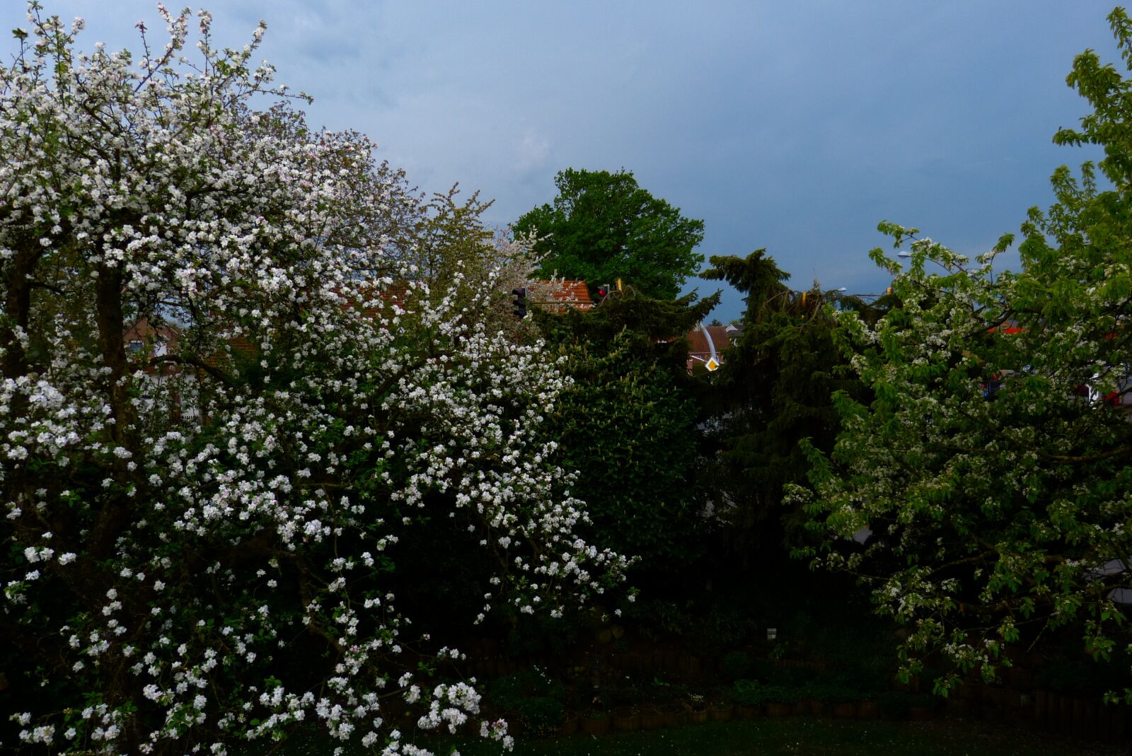 Panasonic Lumix DMC-FZ150 sample photo. Apple tree, apple blossom photography