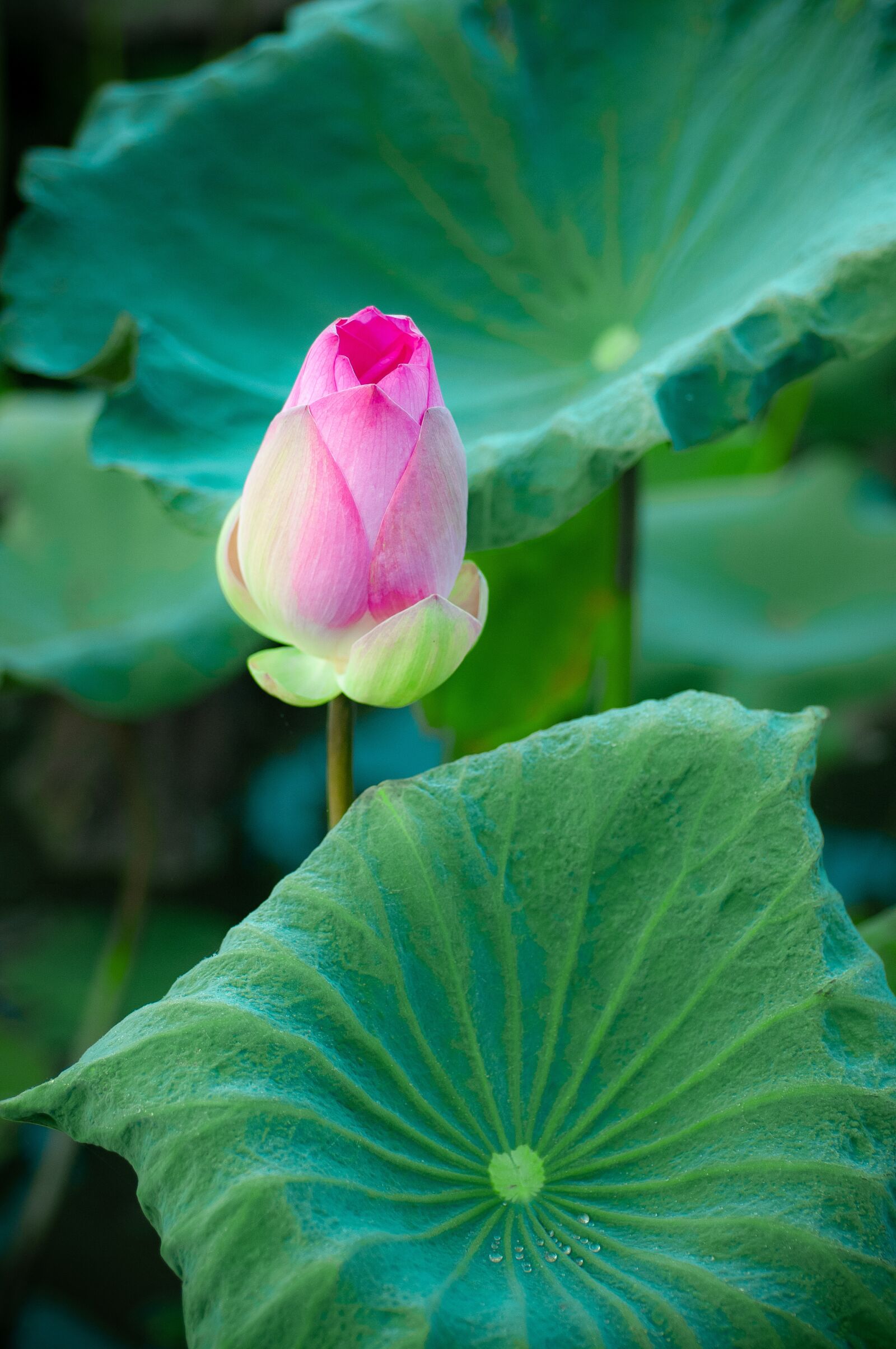 Nikon D300S sample photo. Lotus, green, pink photography