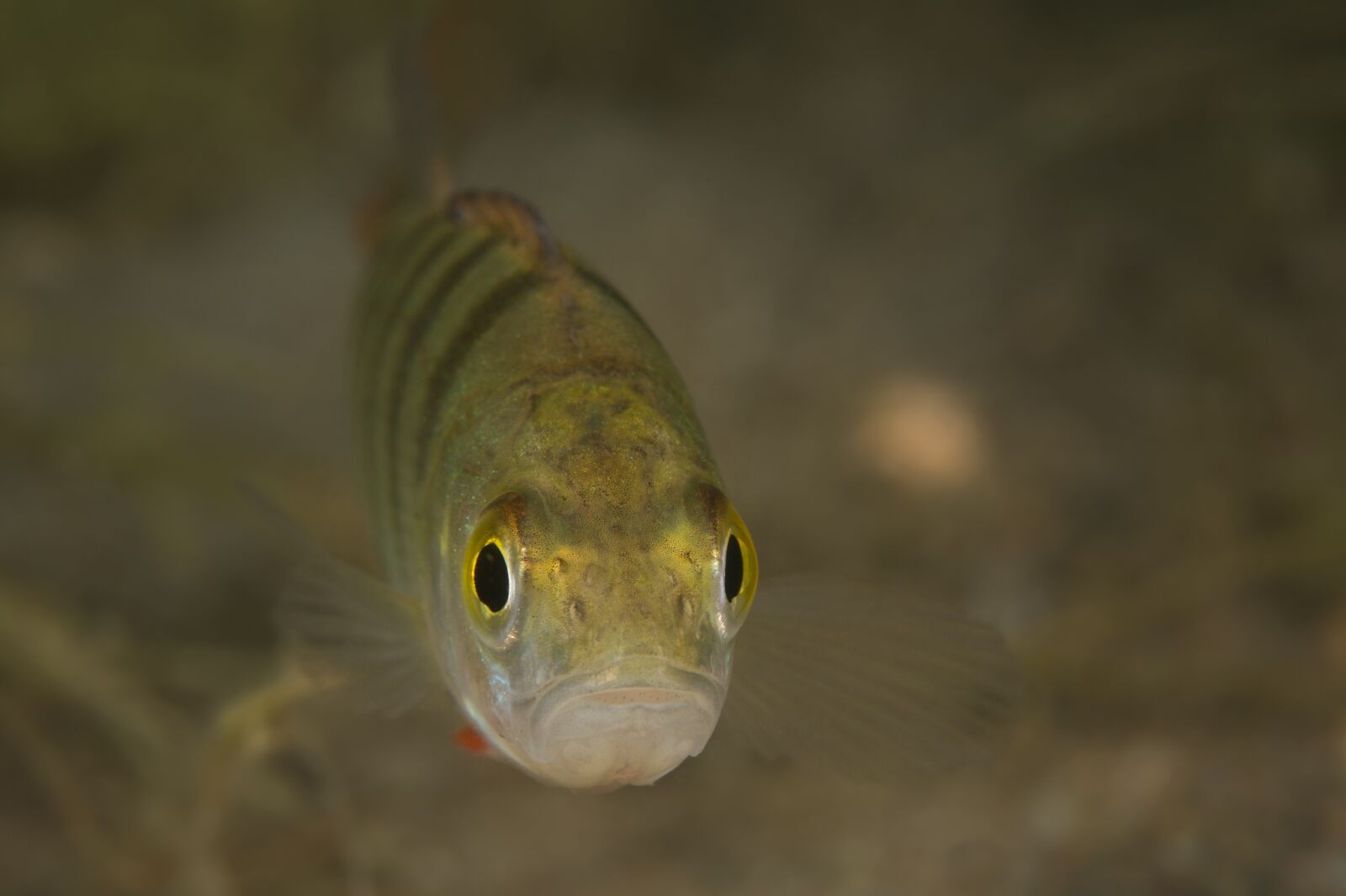 Canon EF 100mm F2.8L Macro IS USM sample photo. Perch, fish, freshwater fish photography