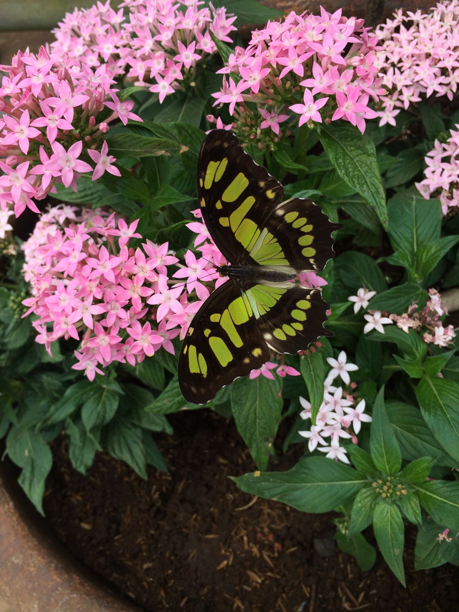iPhone 5s back camera 4.15mm f/2.2 sample photo. Butterfly, costa rica, penta photography