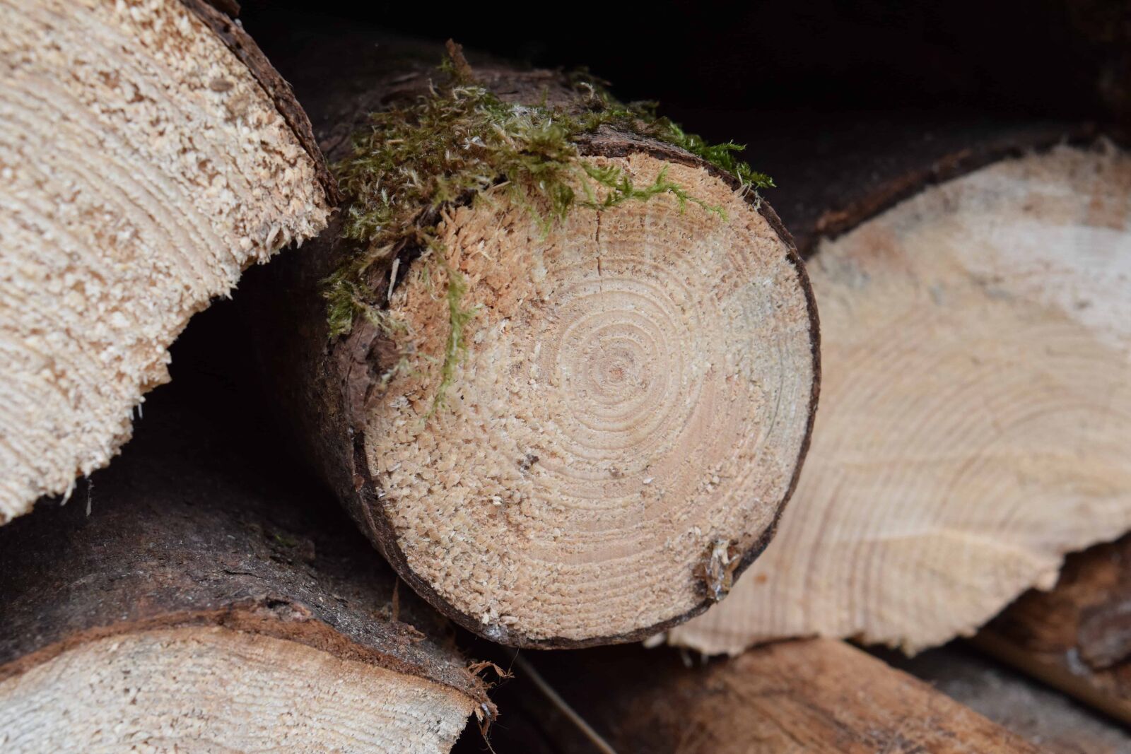 Nikon D3300 sample photo. Wood, moss, plant, forest photography