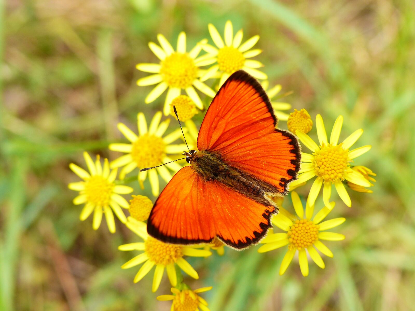 Panasonic Lumix DMC-FZ200 sample photo. Animal, insect, butterfly photography
