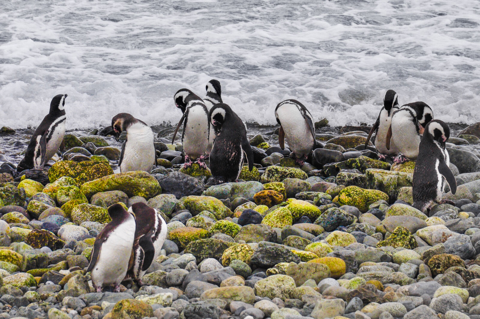 Nikon D90 sample photo. Chile, magellanic, magellanic, penguins photography