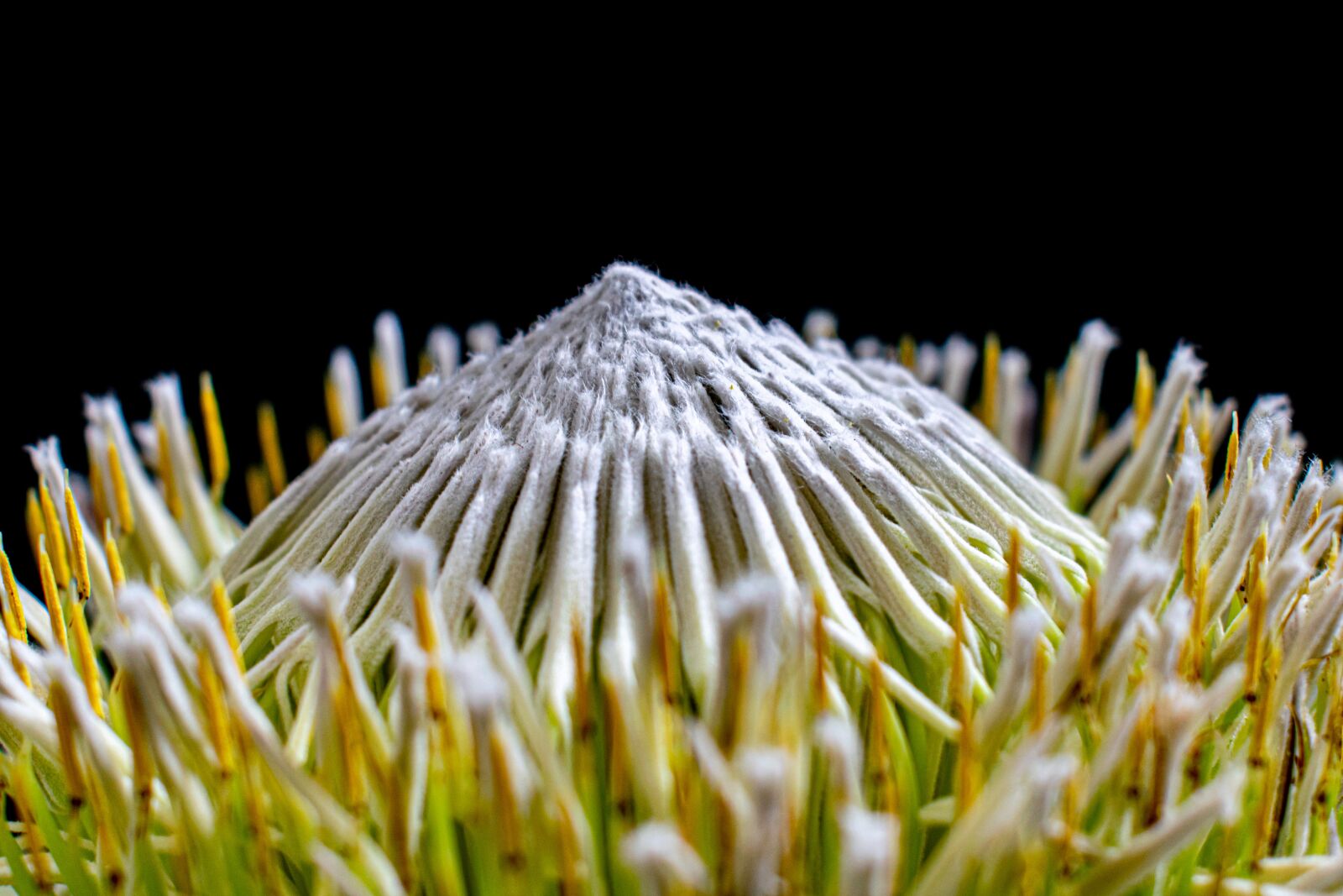 Nikon D5300 sample photo. Protea, flower white, spur photography