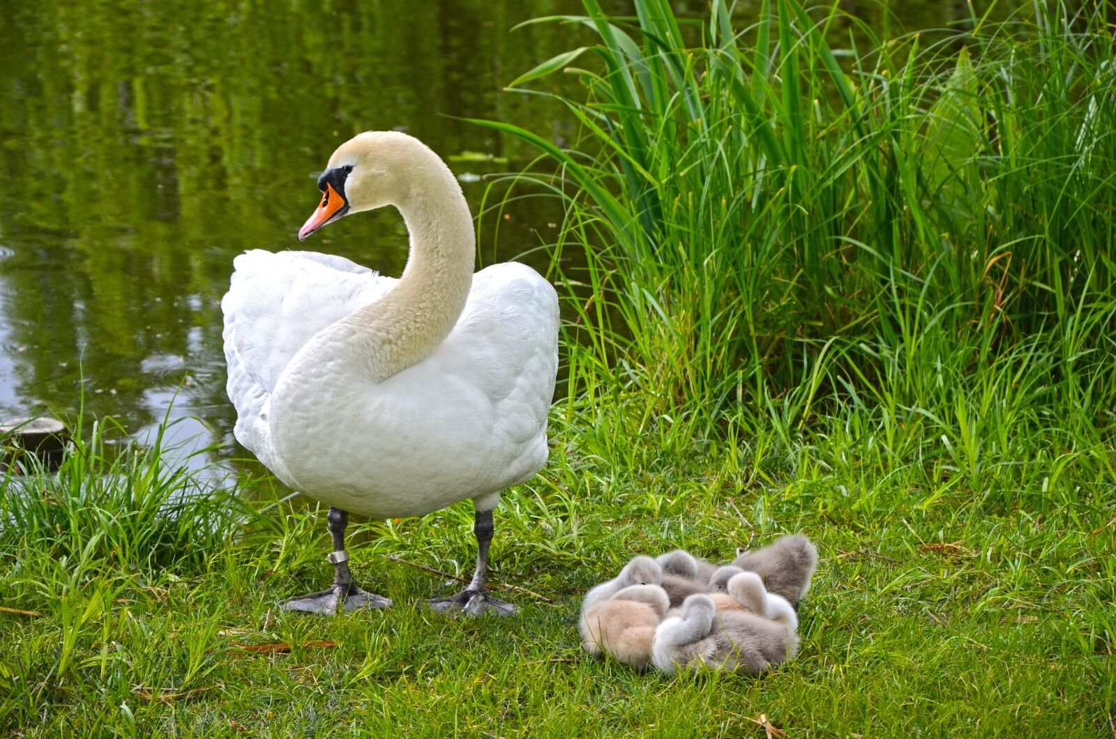 Nikon D5100 sample photo. Swan, family, chicks photography