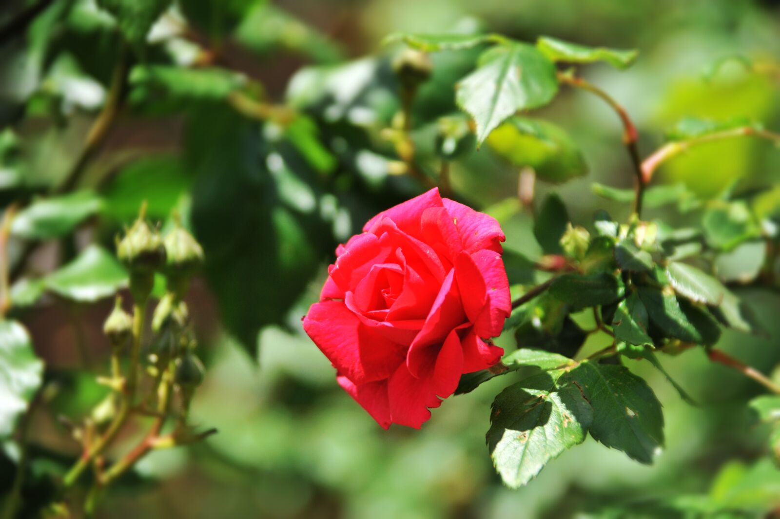 Nikon D700 sample photo. Rose, red, flowers photography