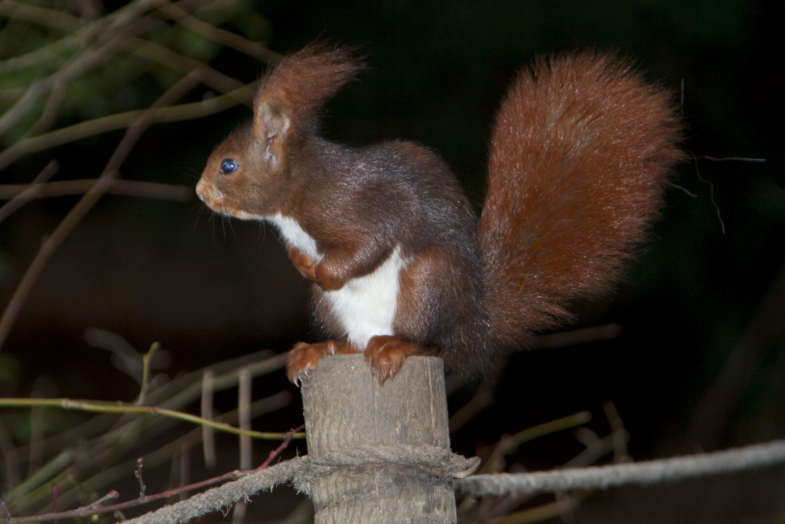Canon EOS 350D (EOS Digital Rebel XT / EOS Kiss Digital N) sample photo. Squirrel, fauna, nature photography