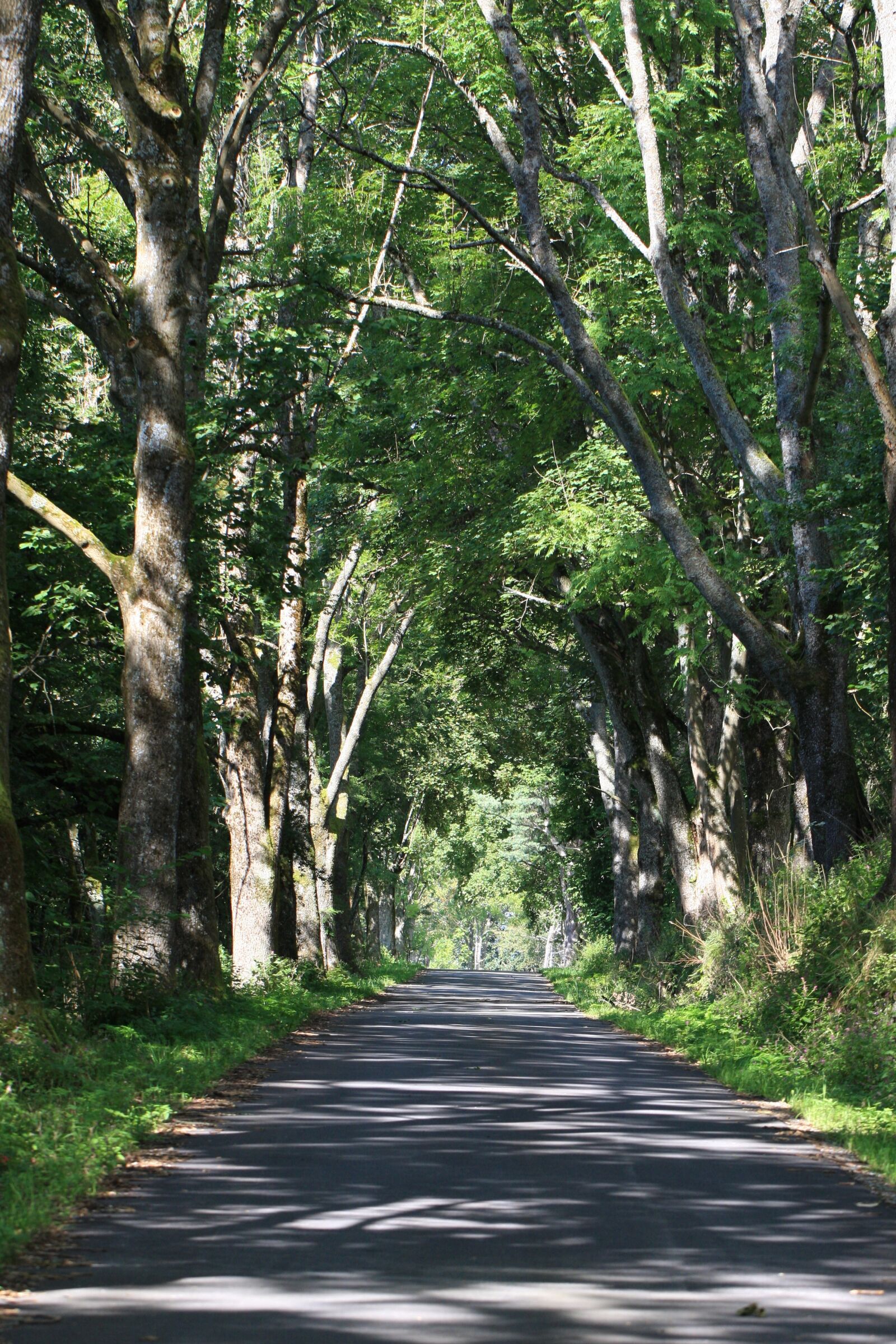 Canon EOS 40D sample photo. Wood, nature, tree photography