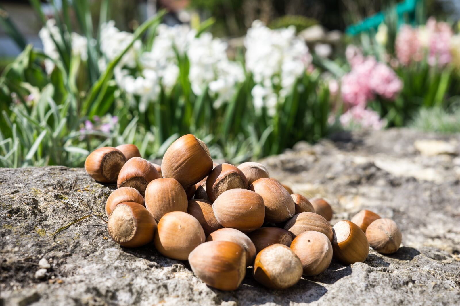 Sony a6000 + Sigma 30mm F2.8 EX DN sample photo. Hazelnuts, hazelnut, food photography