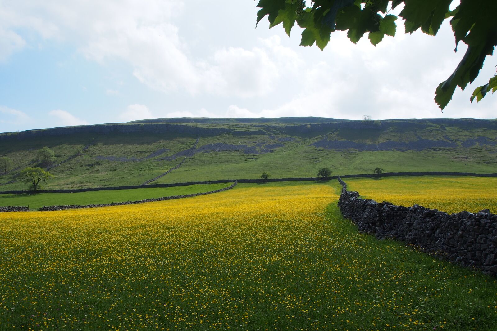 Olympus OM-D E-M5 sample photo. Buttercups, stone walls, fields photography