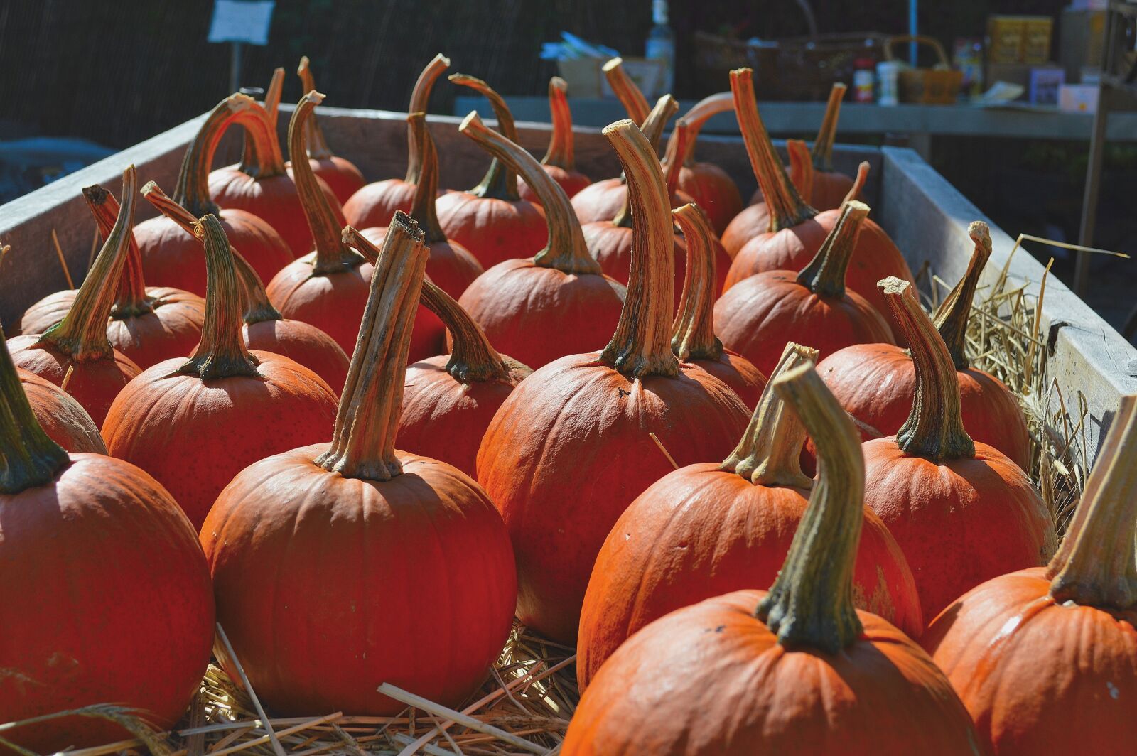 Nikon D3200 sample photo. Pumpkins, nature, fall photography