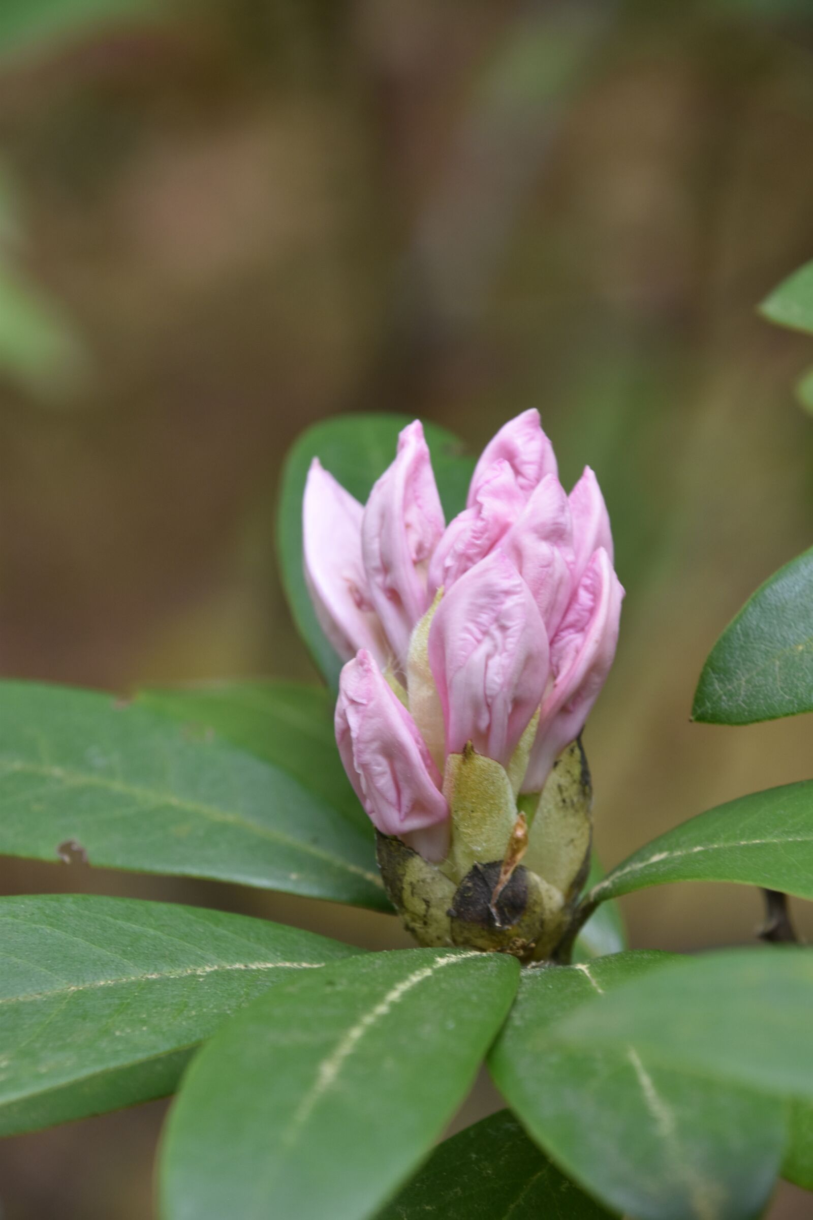 Nikon D5600 sample photo. Nature, plant, flower photography