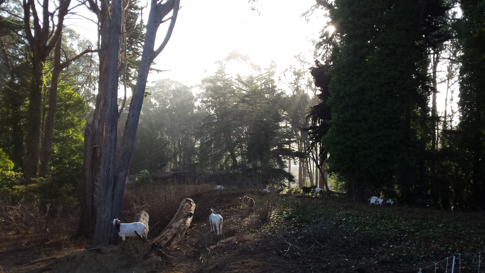 Samsung Galaxy S4 sample photo. Forest, goats, san, francisco photography