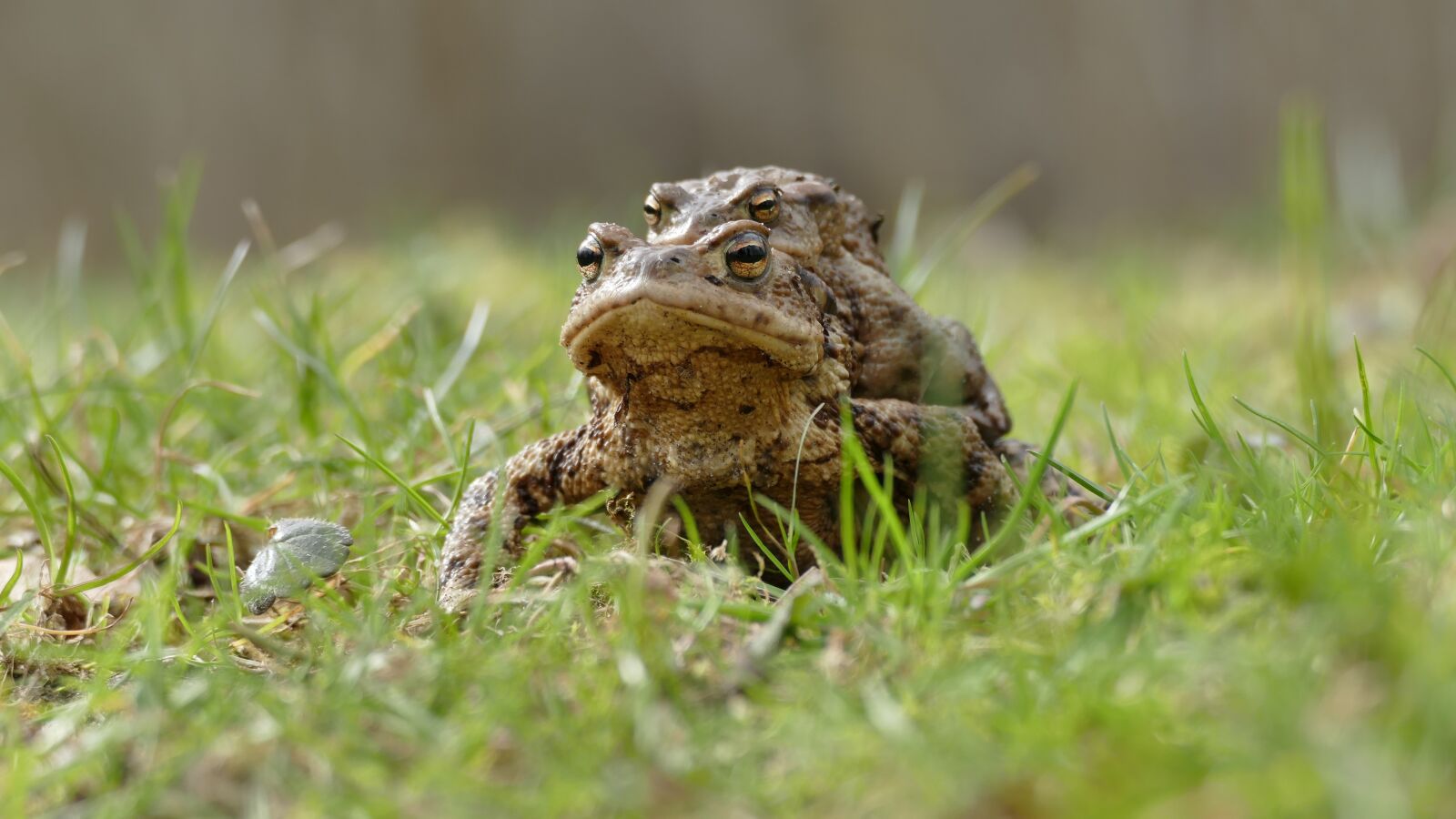 Panasonic Lumix DMC-FZ1000 sample photo. Nature, animals, frog photography