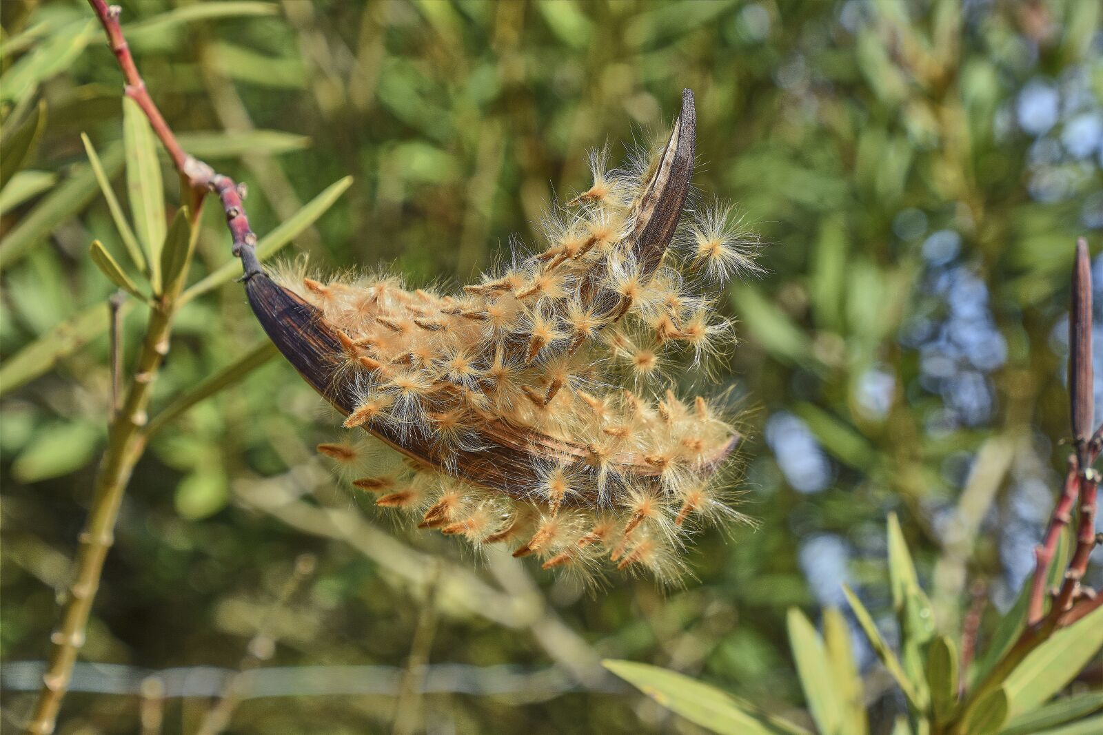 Nikon D7200 sample photo. Flower, garden, wild photography