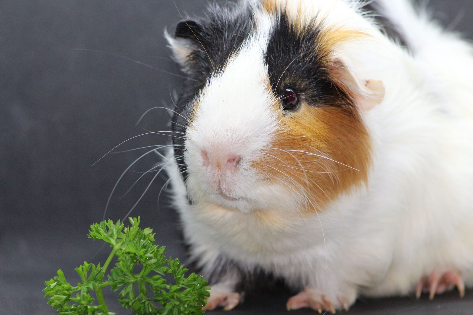 Canon EF75-300mm f/4-5.6 sample photo. Sea ​​pig, sweet, animal photography