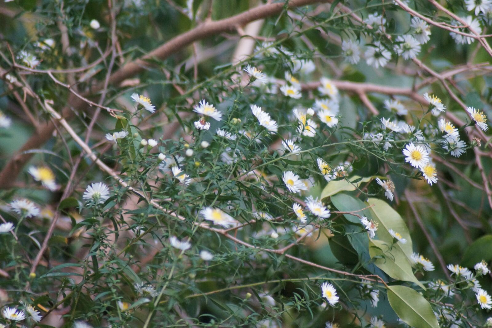 Sony SLT-A58 sample photo. Nature, plant, flower photography