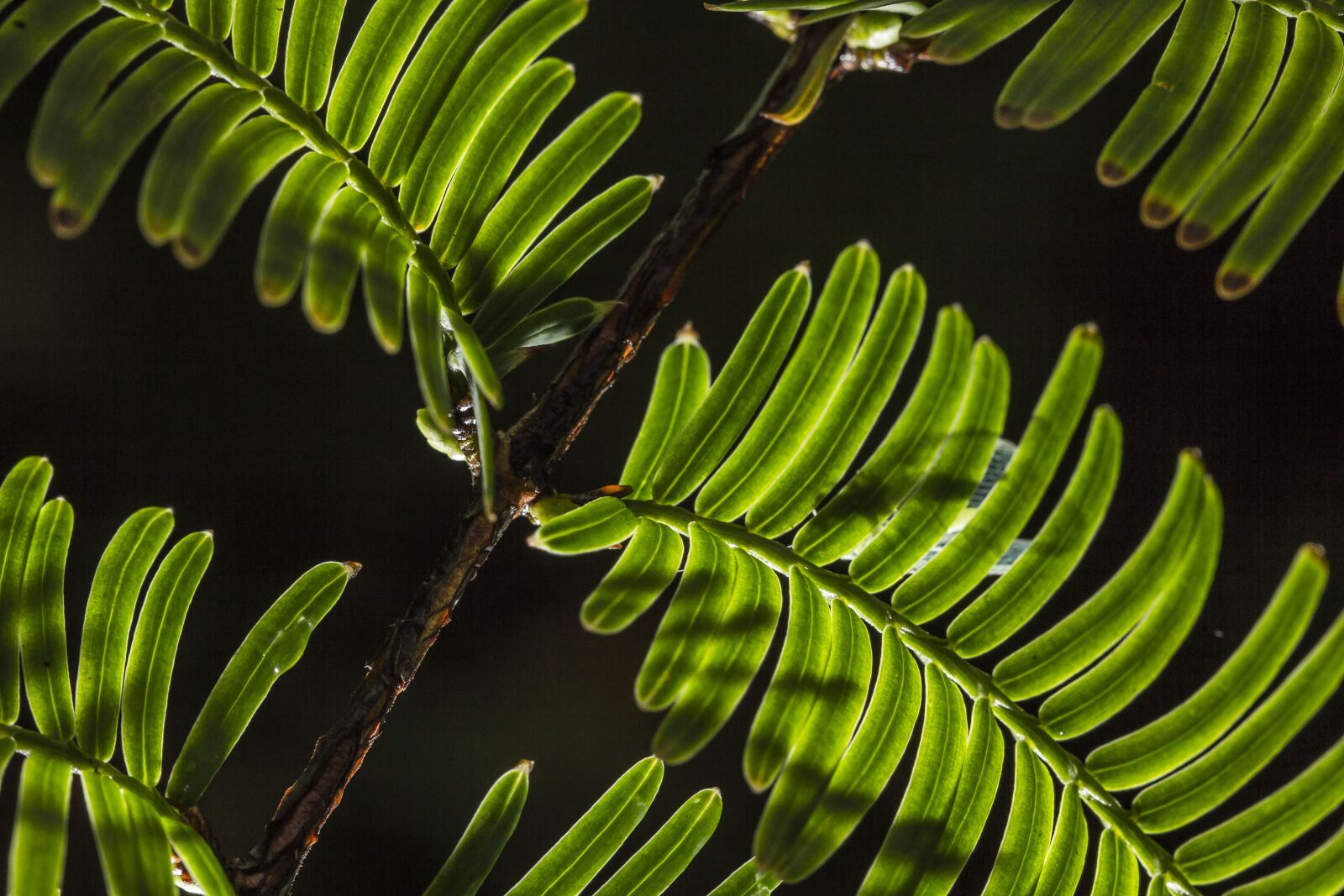 Canon EOS 60D + Canon EF 100mm F2.8 Macro USM sample photo. Night, pine-needle, leaf photography